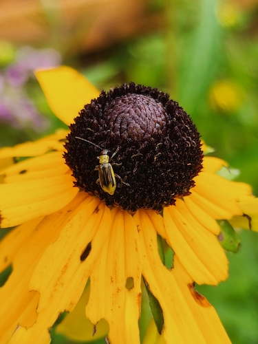 Western Corn Rootworm photo 3