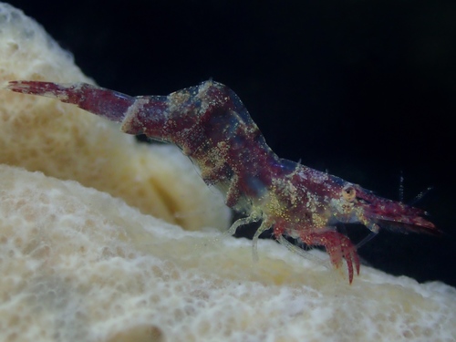 Chamaeleon Prawn, photo 6 of 9