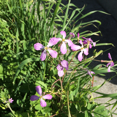 Raphanus raphanistrum raphanistrum