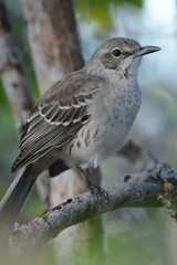 Mimus gundlachii
