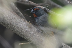 Melopyrrha violacea