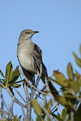 Mimus gundlachii
