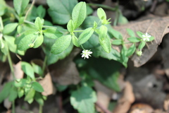 Arenaria lanuginosa