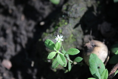 Arenaria lanuginosa