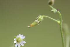 Cerastium nutans