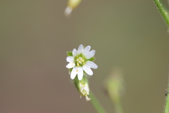 Cerastium nutans