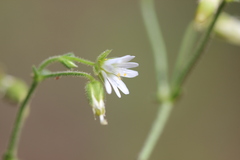 Cerastium nutans