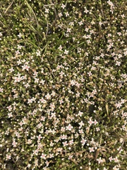Crassula sinclairii