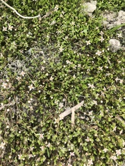 Crassula sinclairii