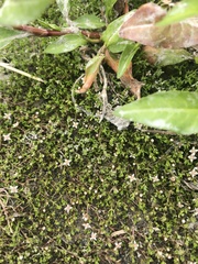 Crassula sinclairii