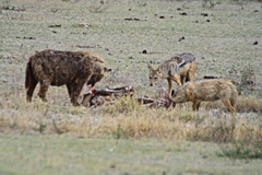 Lupulella mesomelas schmidti