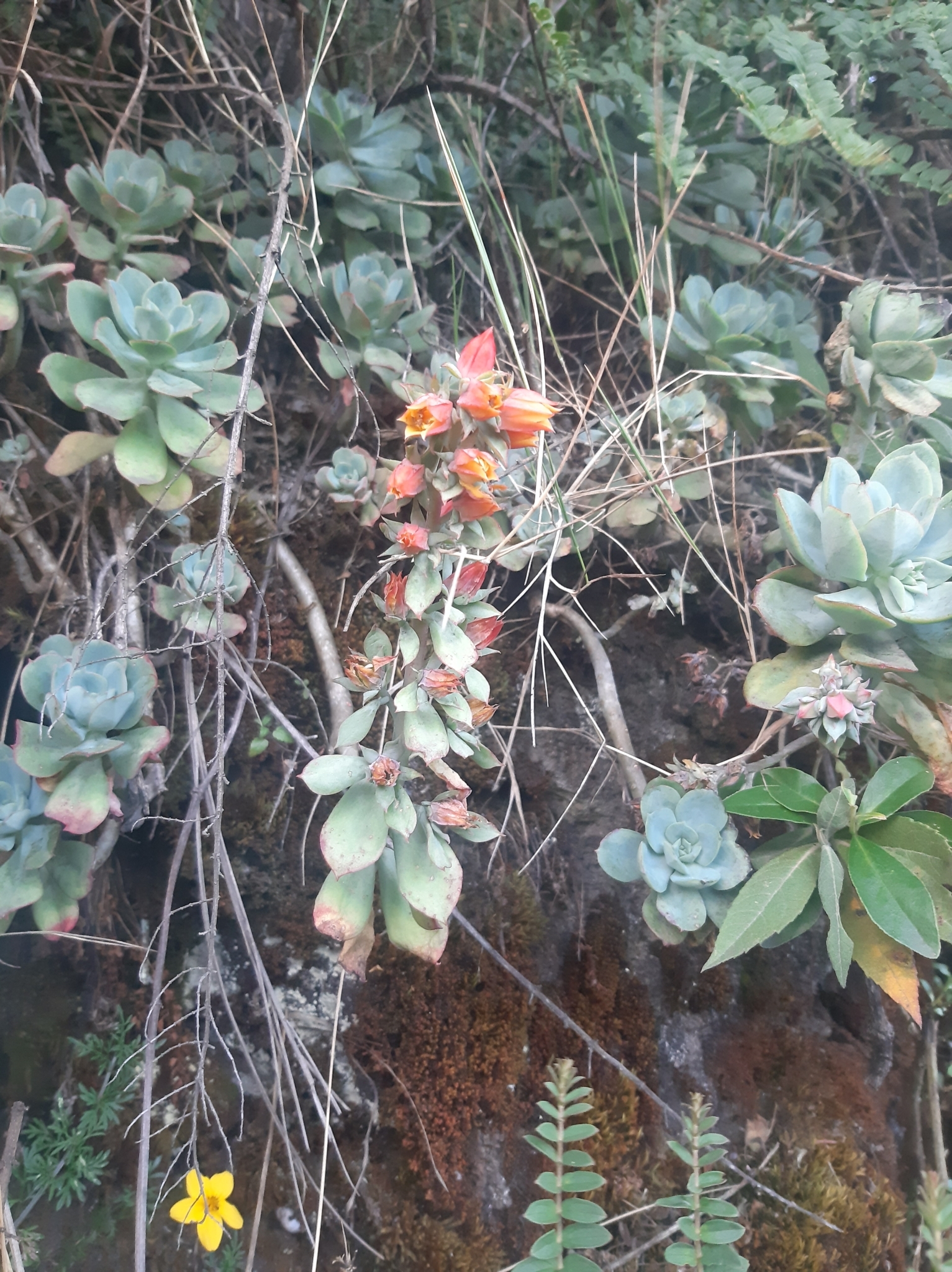 Echeveria quitensis image