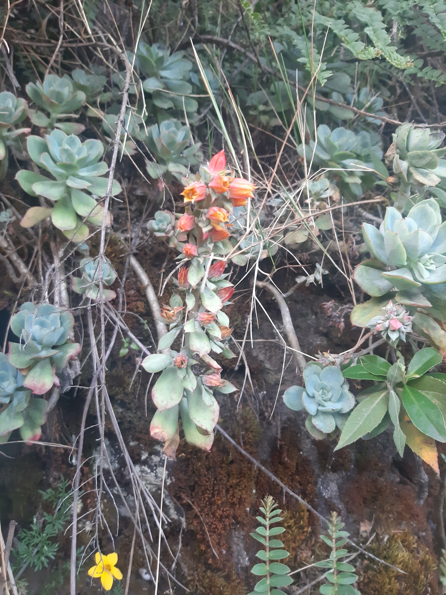 Echeveria image