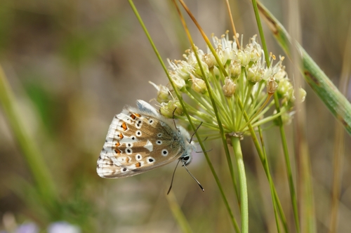 Chalkhill Blue photo 2