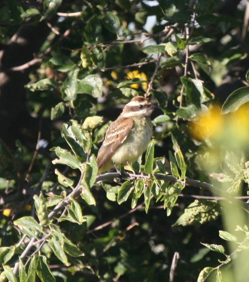 Piratic Flycatcher (Legatus leucophaius)