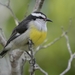 Coereba flaveola bahamensis - Photo (c) Bridget Spencer, algunos derechos reservados (CC BY-NC), subido por Bridget Spencer