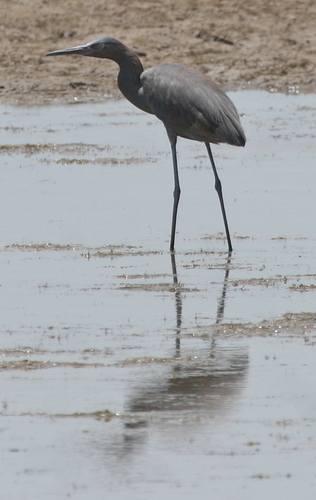 Reddish Egret photographed in New Mexico