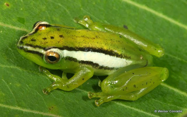 Parker's Reed Frog