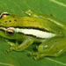 Parker's Reed Frog - Photo (c) Werner Conradie, some rights reserved (CC BY-NC-ND), uploaded by Werner Conradie