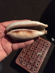 Macrocypraea cervinetta