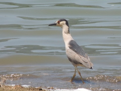 Nycticorax nycticorax