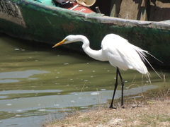 Ardea alba