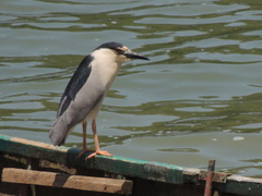 Nycticorax nycticorax