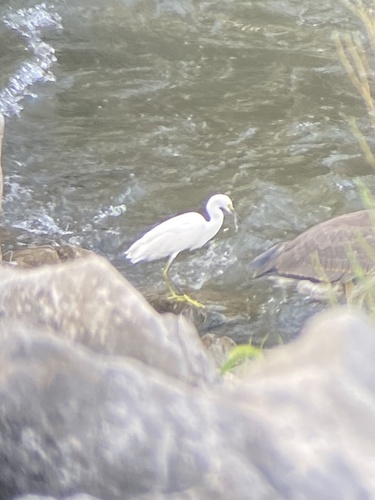 Snowy Egret photographed in Kentucky