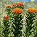 Rhodiola kirilowii - Photo (c) anneowen2000, some rights reserved (CC BY-NC)