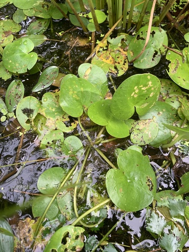 Hydrocharis dubia iNat (1)