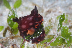 Nembrotha