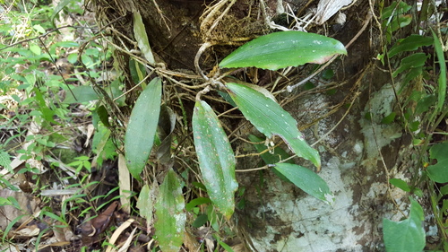 Hoya erythrina Rintz 2