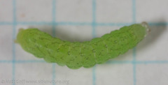 Euplexia benesimilis
