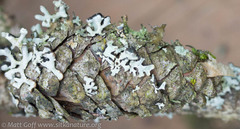 Pinus contorta contorta