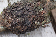 Pinus contorta contorta