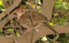 Pellorneum ruficeps