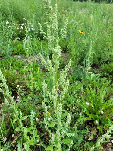 Chenopodium album iNat (3)