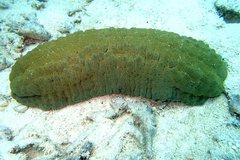 Stichopus herrmanni