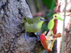 Zosterops virens virens