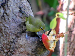 Zosterops virens virens