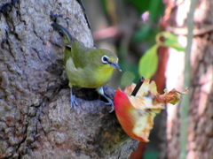 Zosterops virens virens