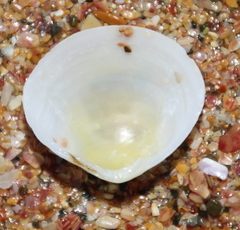 Pseudarcopagia disculus