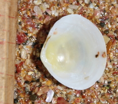 Pseudarcopagia disculus