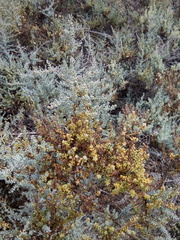Suaeda plumosa