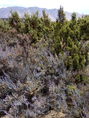 Suaeda plumosa