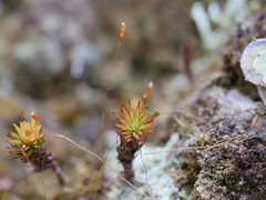 Polytrichadelphus magellanicus