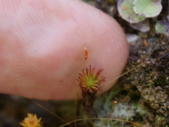 Polytrichadelphus magellanicus