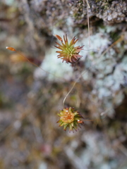 Polytrichadelphus magellanicus