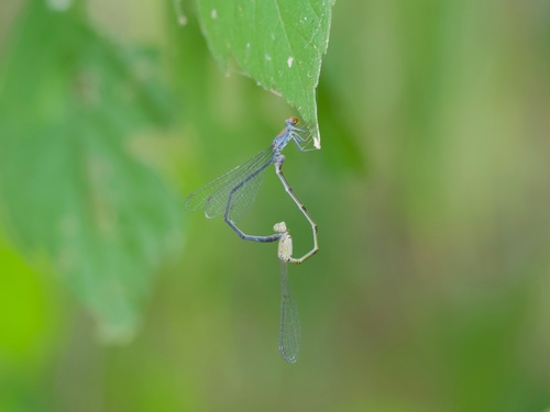 Coral-fronted Threadtail
