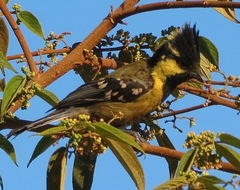 Machlolophus aplonotus